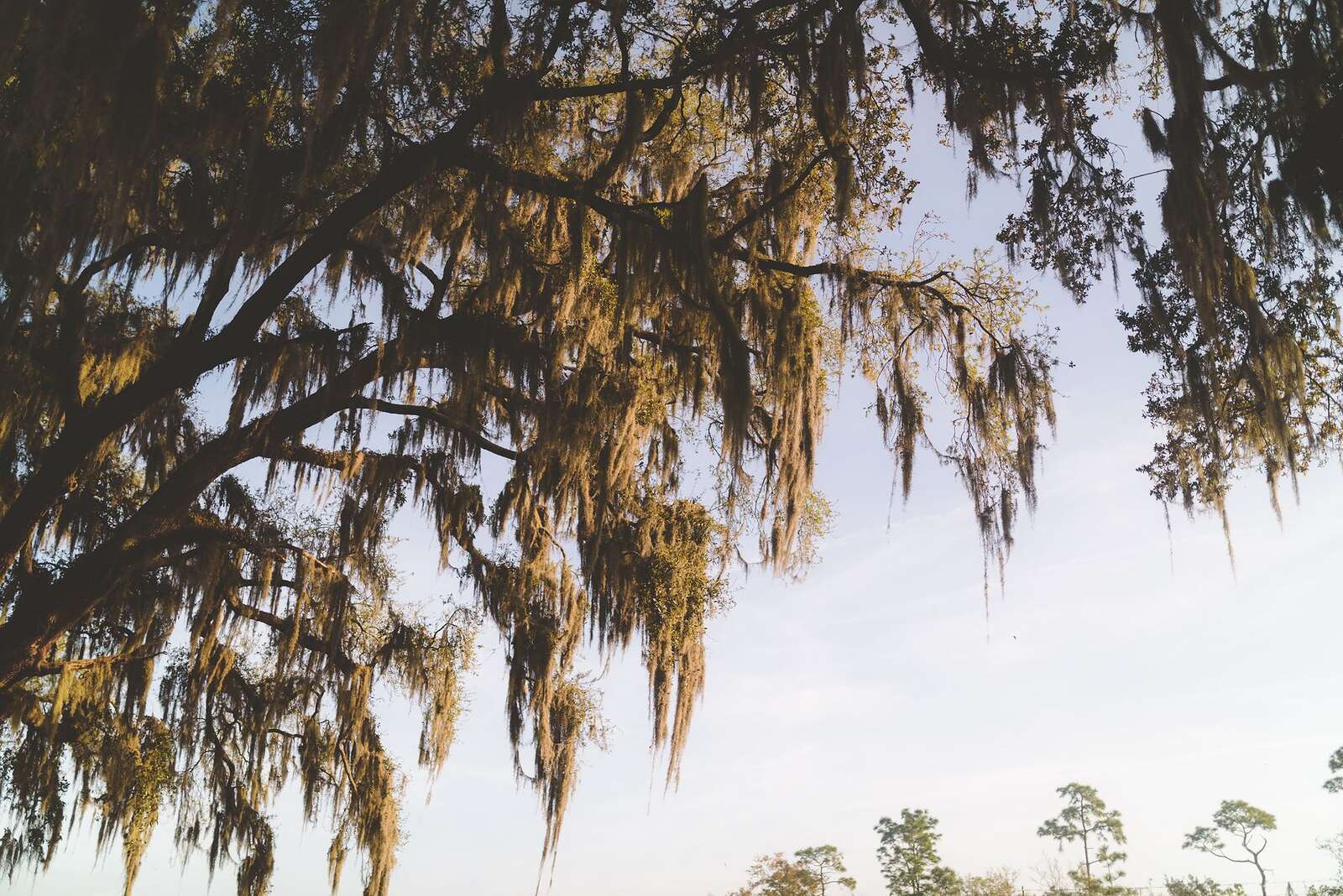 Spanish moss hanging from live oak limbs against a clear sky