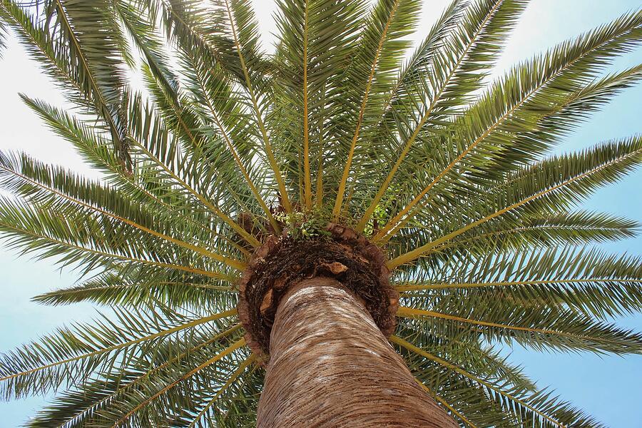 The frond skirt of a palm seen from directly below