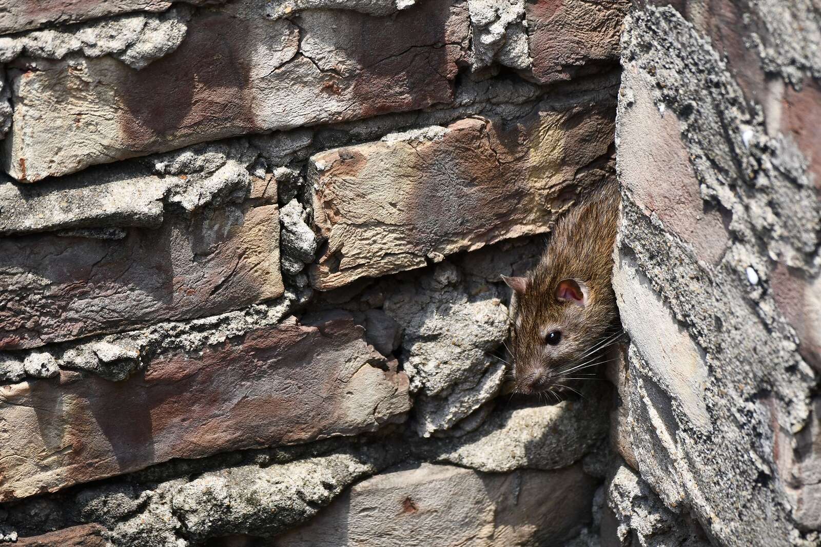 A rat looking out from a gap between bricks in an exterior wall