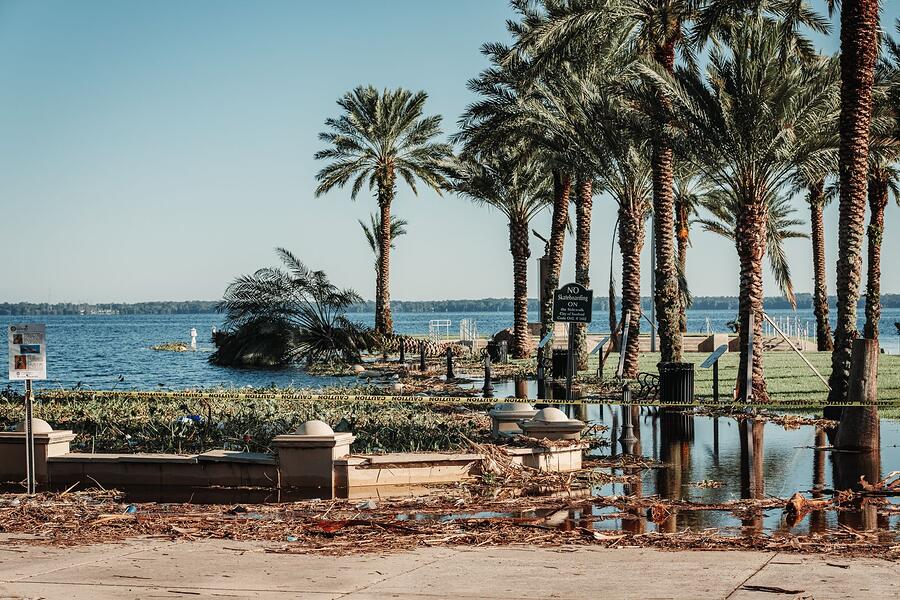 Palms standing in floodwater along a bay shoreline after a storm